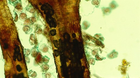 Mikroskopisk liv i form af vorticella  - kaldet klokkedyr på dansk - som hører til arten ciliater. Her hægter de sig fast til noget substrat.