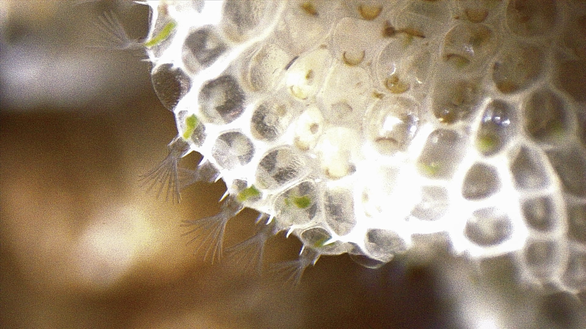 Microscopy image of moss animals.