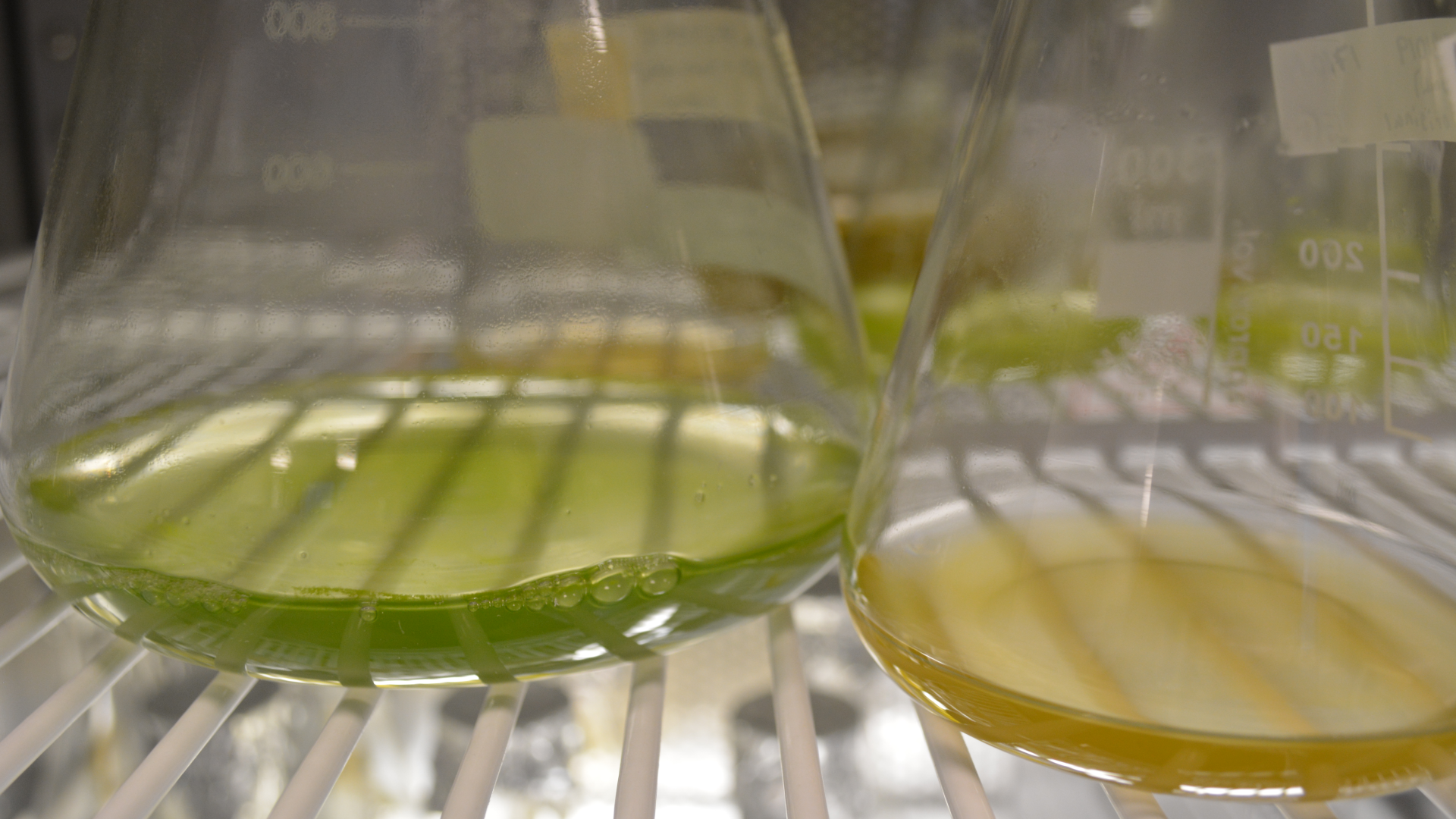Phaeobacter sp. is a natural part of the microbiome of the microalgae Tetraselmis suecica in nature.