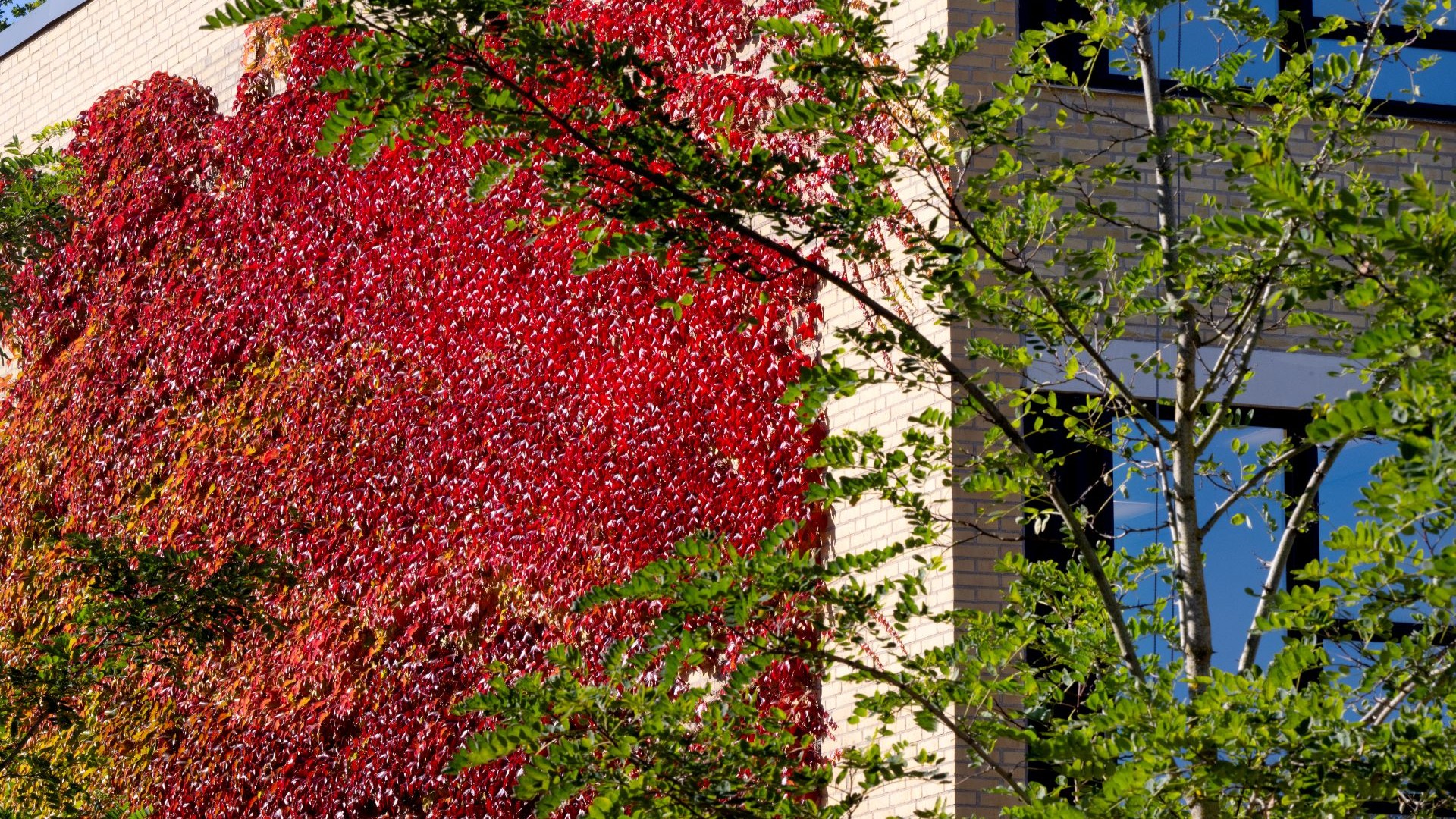 Efterår på Lyngby campus