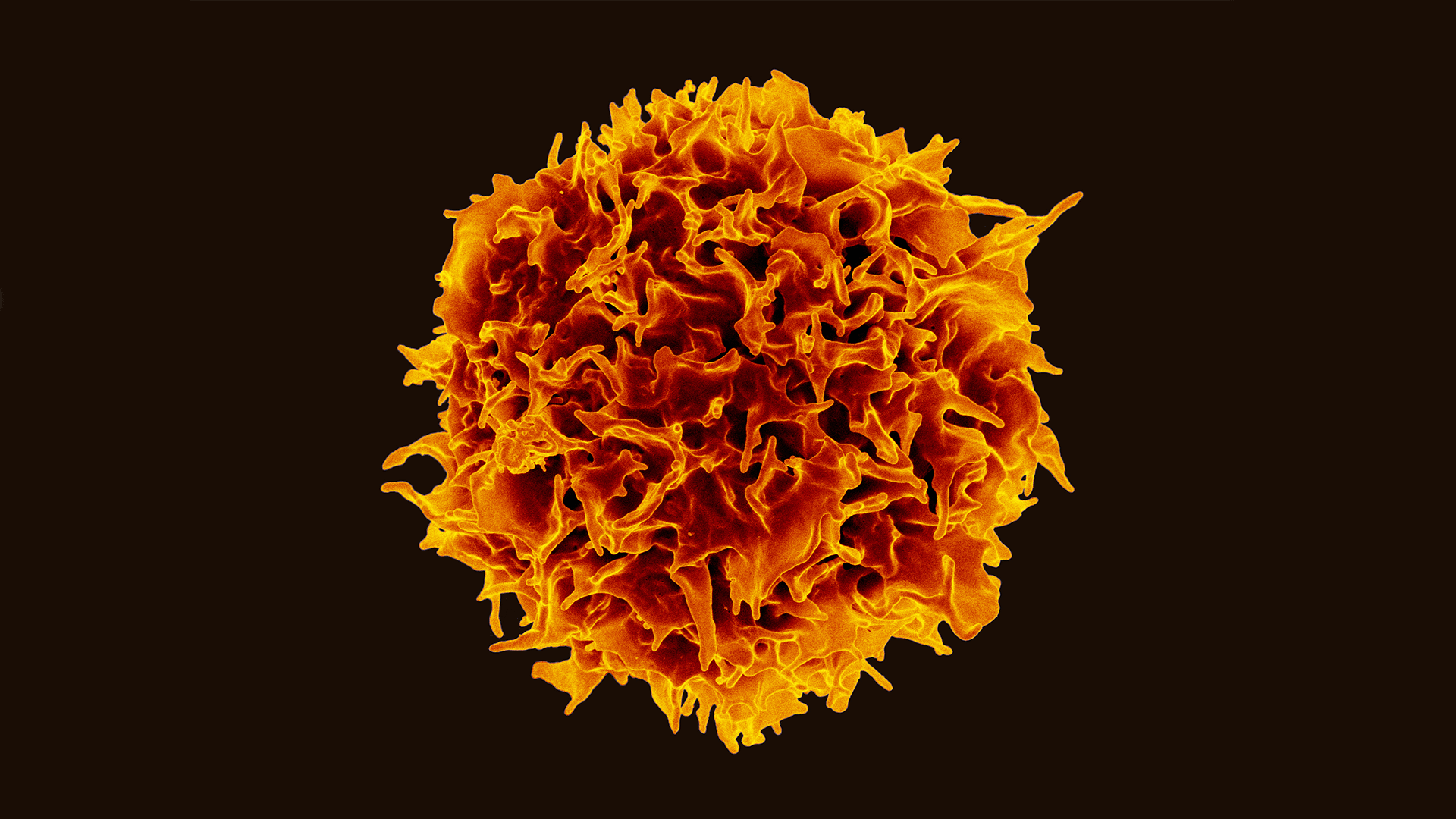 Billede af en t-celle, som er en særlig type af hvide blodlegemer, der findes i vores immunforsvar. Billede: NIAID.