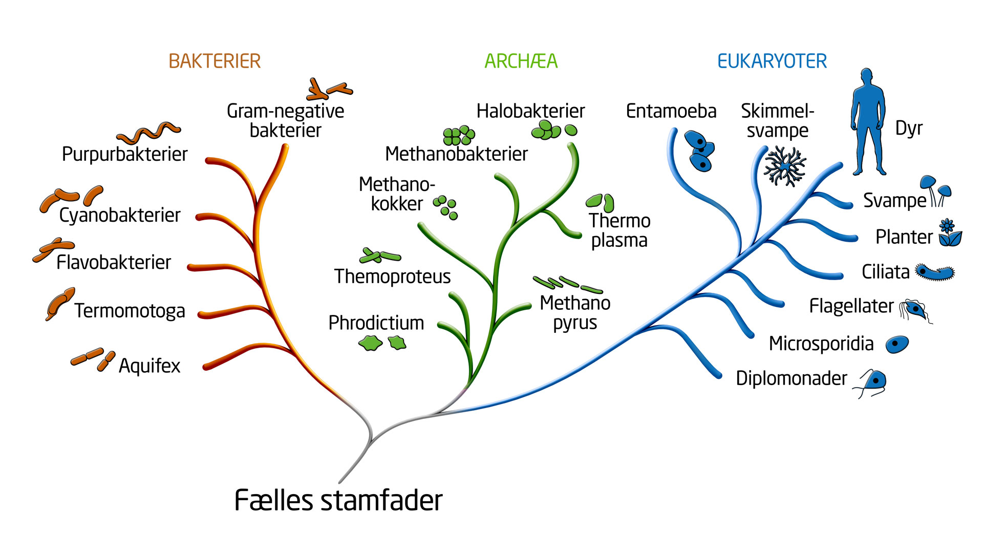 Livets træ viser, hvordan alle levende organismer er beslægtede. Jo tættere de sidder på hinanden i træet, jo tættere er organismerne evolutionært beslægtede.