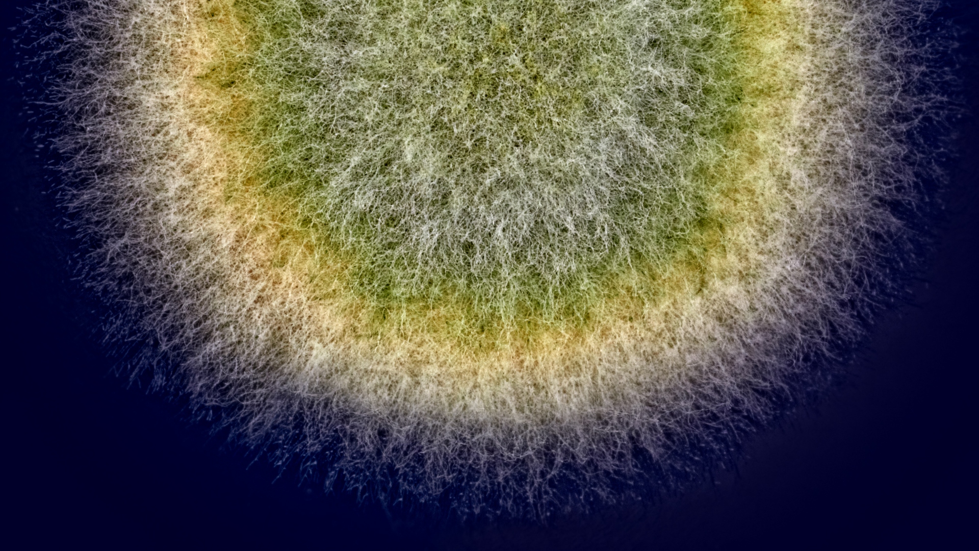 Nærbillede af svampemycelium i grønne og gule nuancer