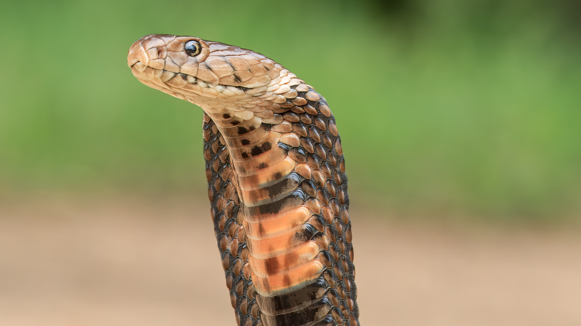 African spitting cobra (Naja mossambica)